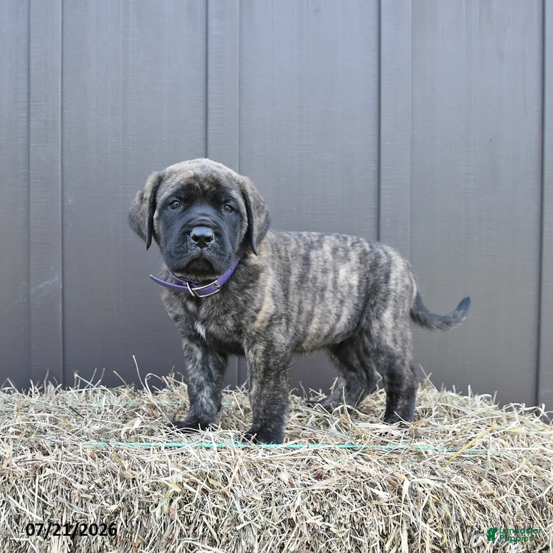 English Mastiff dogs for sale: Molly - Ad 1