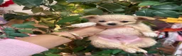Chihuahua dogs for sale: Chihuahua 4 - Ad 5