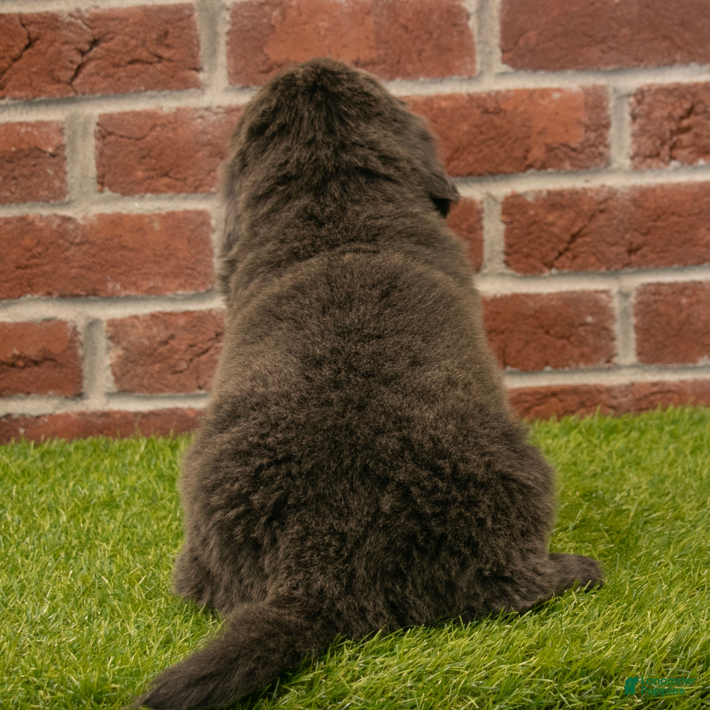 Newfoundland dogs for sale: Jenny - Ad 6