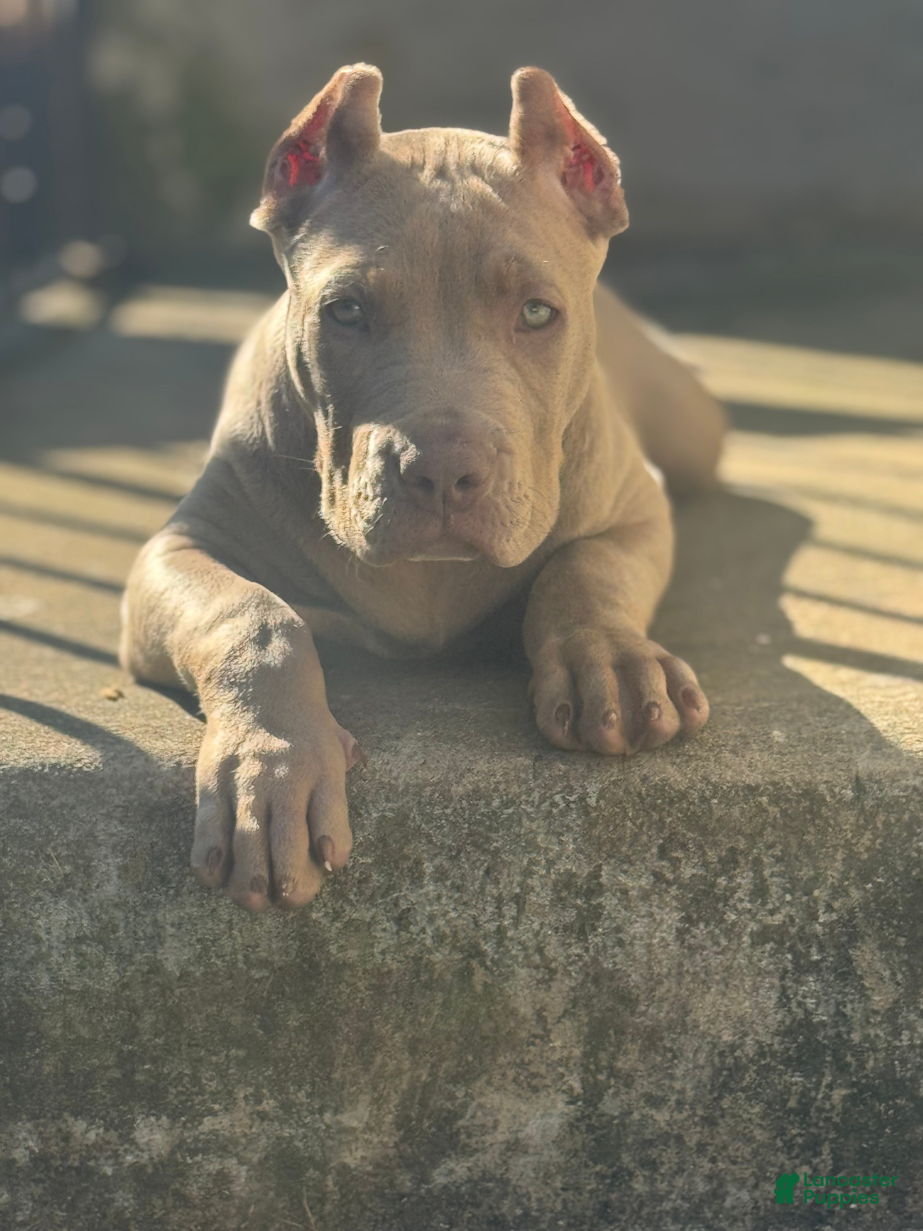 American Bully dogs Rambo - Ad 42