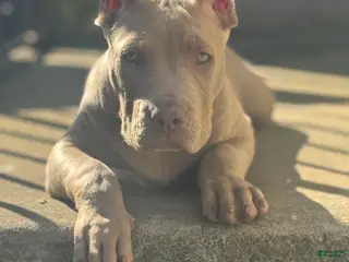 American Bully dogs Rambo - Ad 42