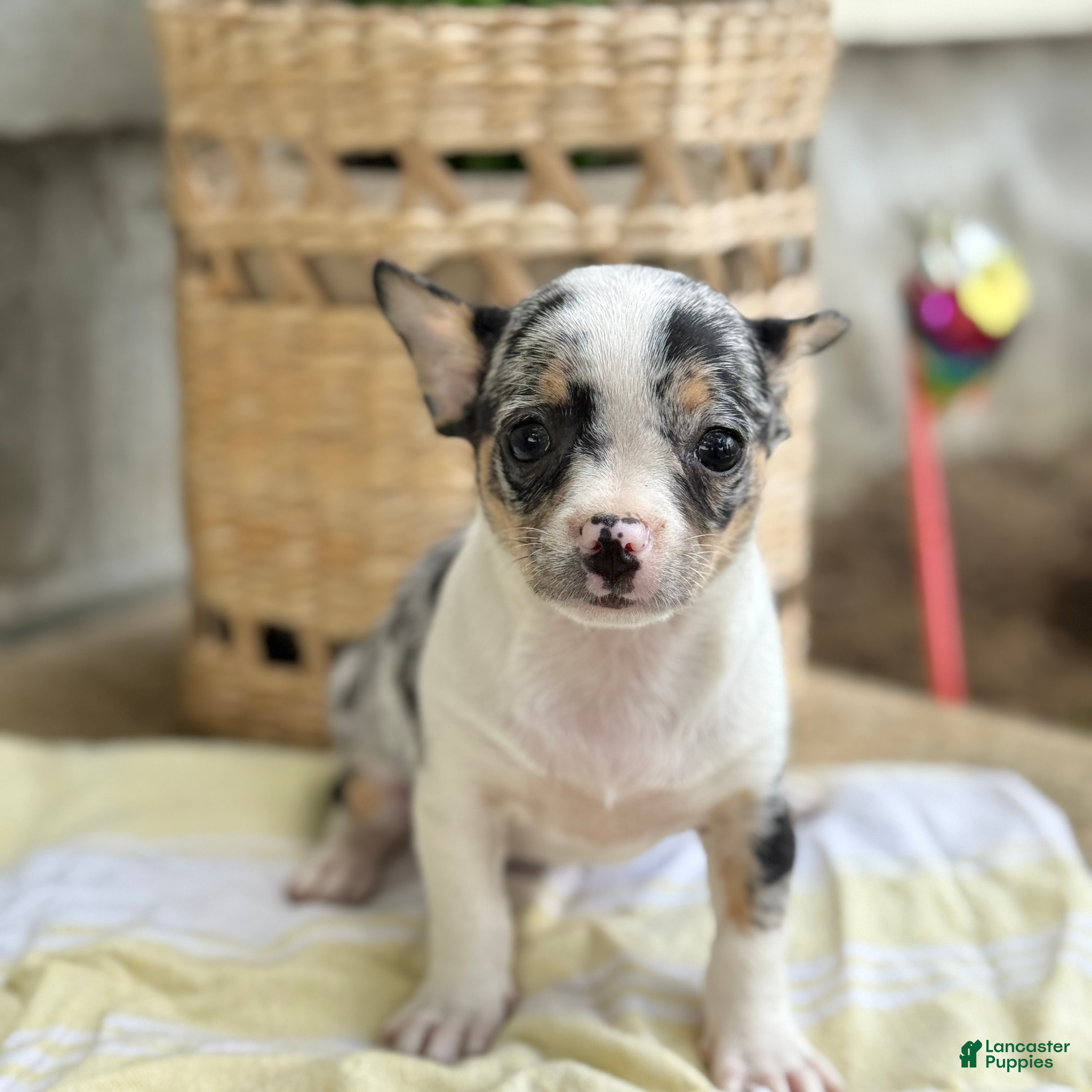 Chihuahua dogs Rocket - Ad 1