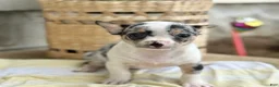 Chihuahua dogs for sale: Rocket - Ad 1