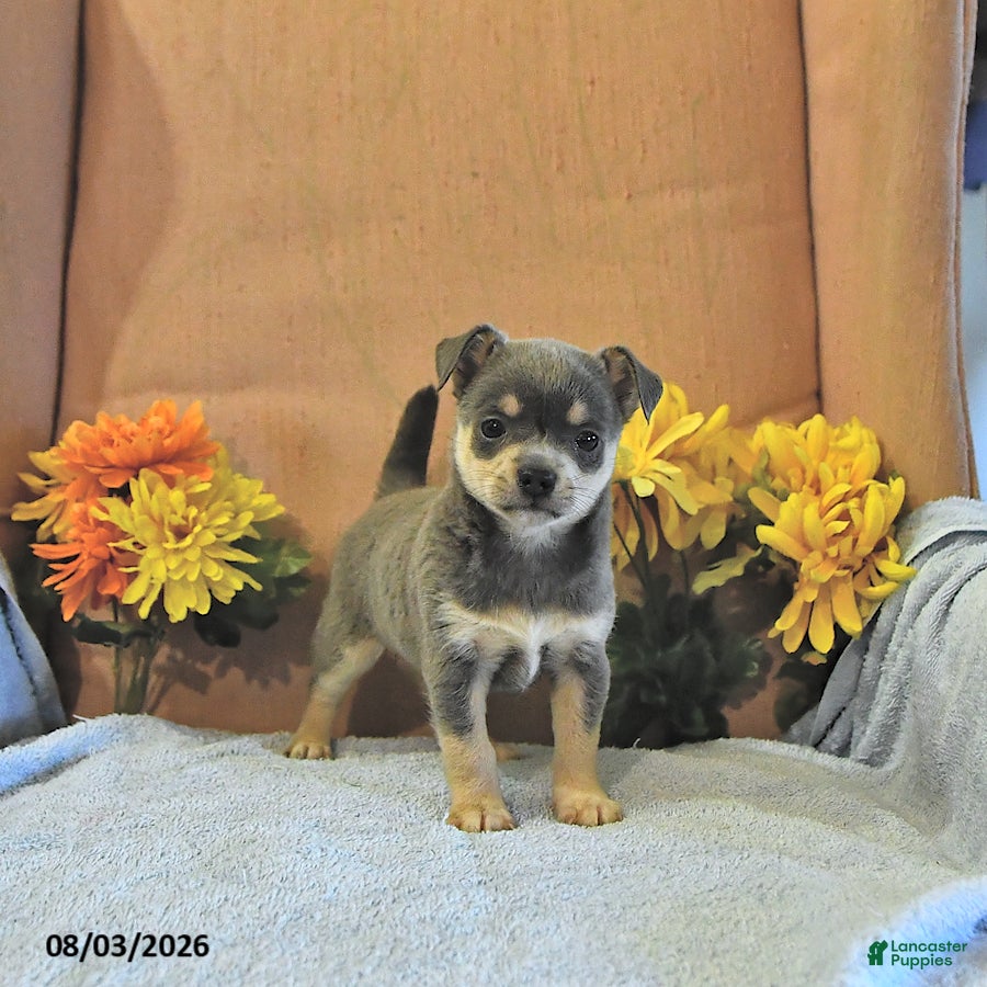 Chihuahua dogs Sparky   - Ad 2