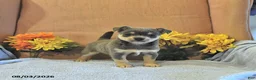 Chihuahua dogs for sale: Sparky   - Ad 2