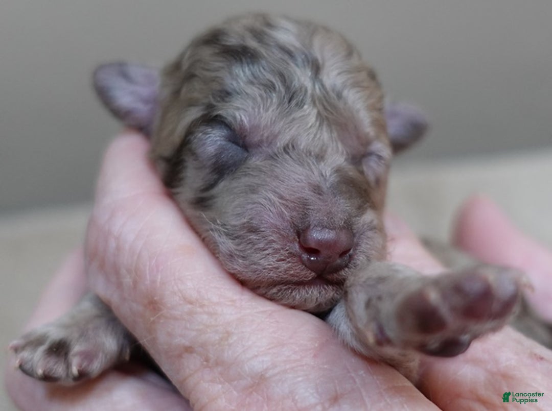 Toy Poodle dogs for sale: Sophia rarest color chocolate merle - Ad 7