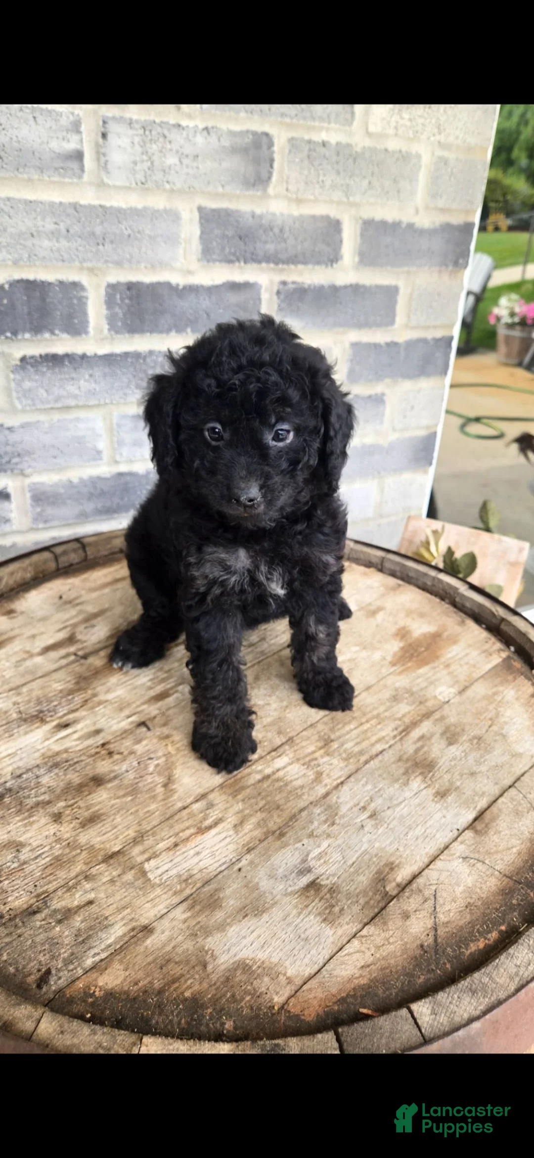 Mini Bernedoodle dogs for sale: Mini Bernedoodle 1 - Ad 1