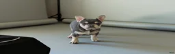 French Bulldog dogs for sale: Corrine - Ad 3