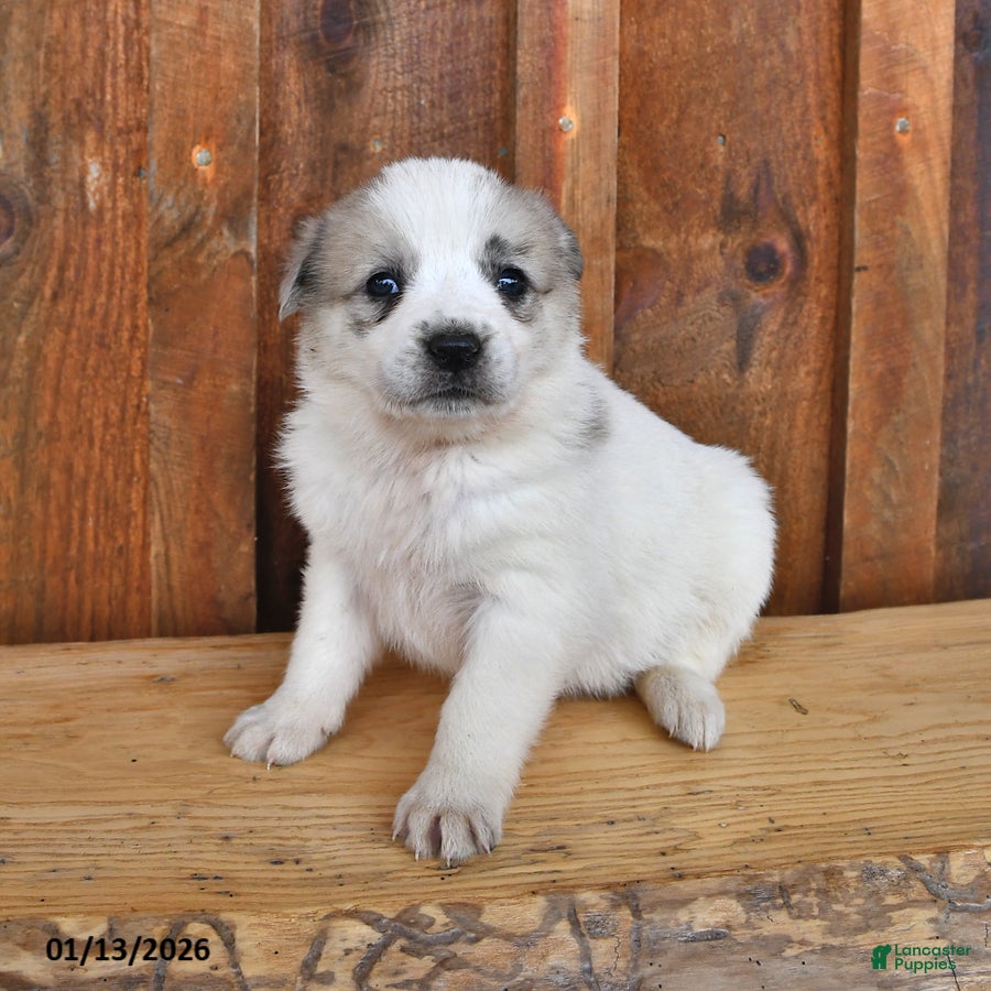 Mixed Breed dogs Molly - Ad 2