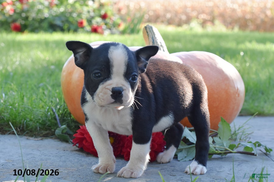 Cody (Boston Terrier, Male) in Mifflinburg, PA