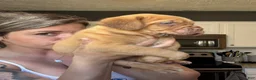 Dogue De Bordeaux dogs for sale: Dogue De Bordeaux Puppy 5 - Ad 46