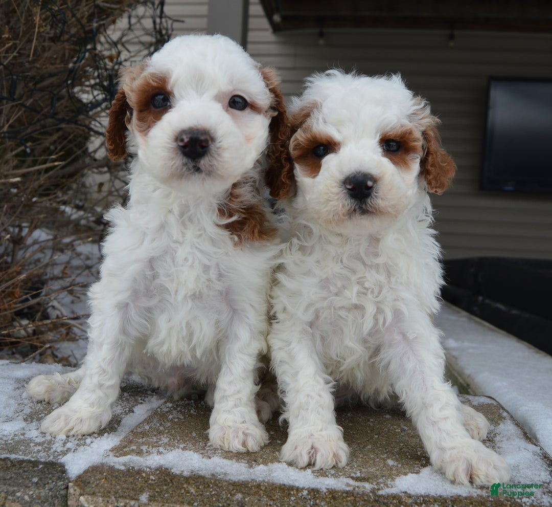 Cavapoo dogs for sale: Charlie - Ad 11