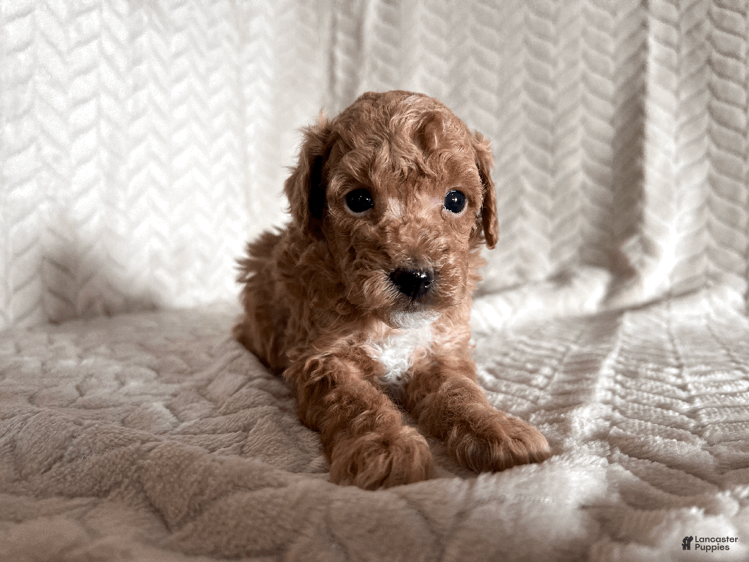 Toy Poodle dogs for sale: Grant - Ad 1