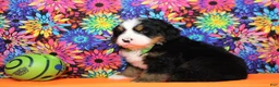 Bernese Mountain Dog dogs for sale: Murphy  - Ad 10