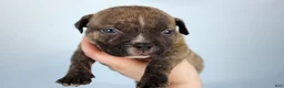 American Bully dogs for sale: Black Brindle Male - Ad 1