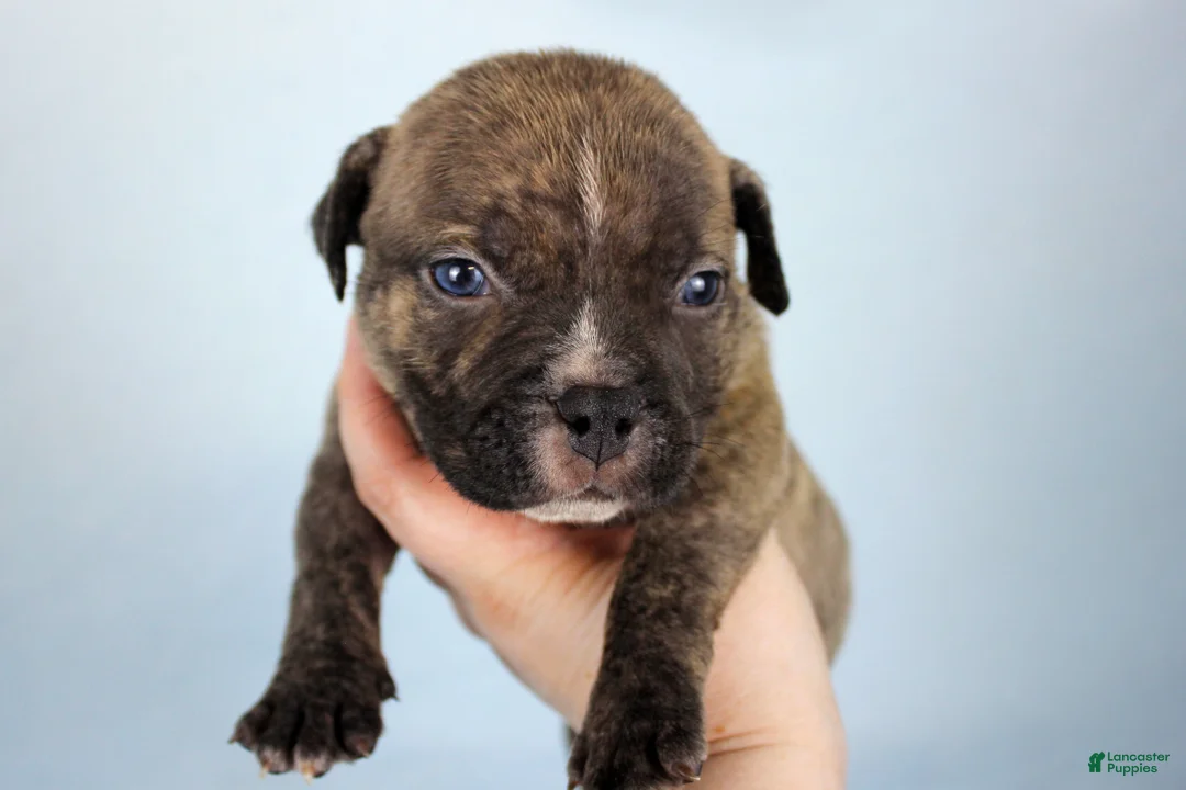 American Bully dogs for sale: Black Brindle Male - Ad 1