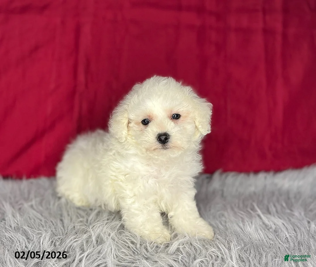 Bichon Frise dogs for sale: Snowball - Ad 2