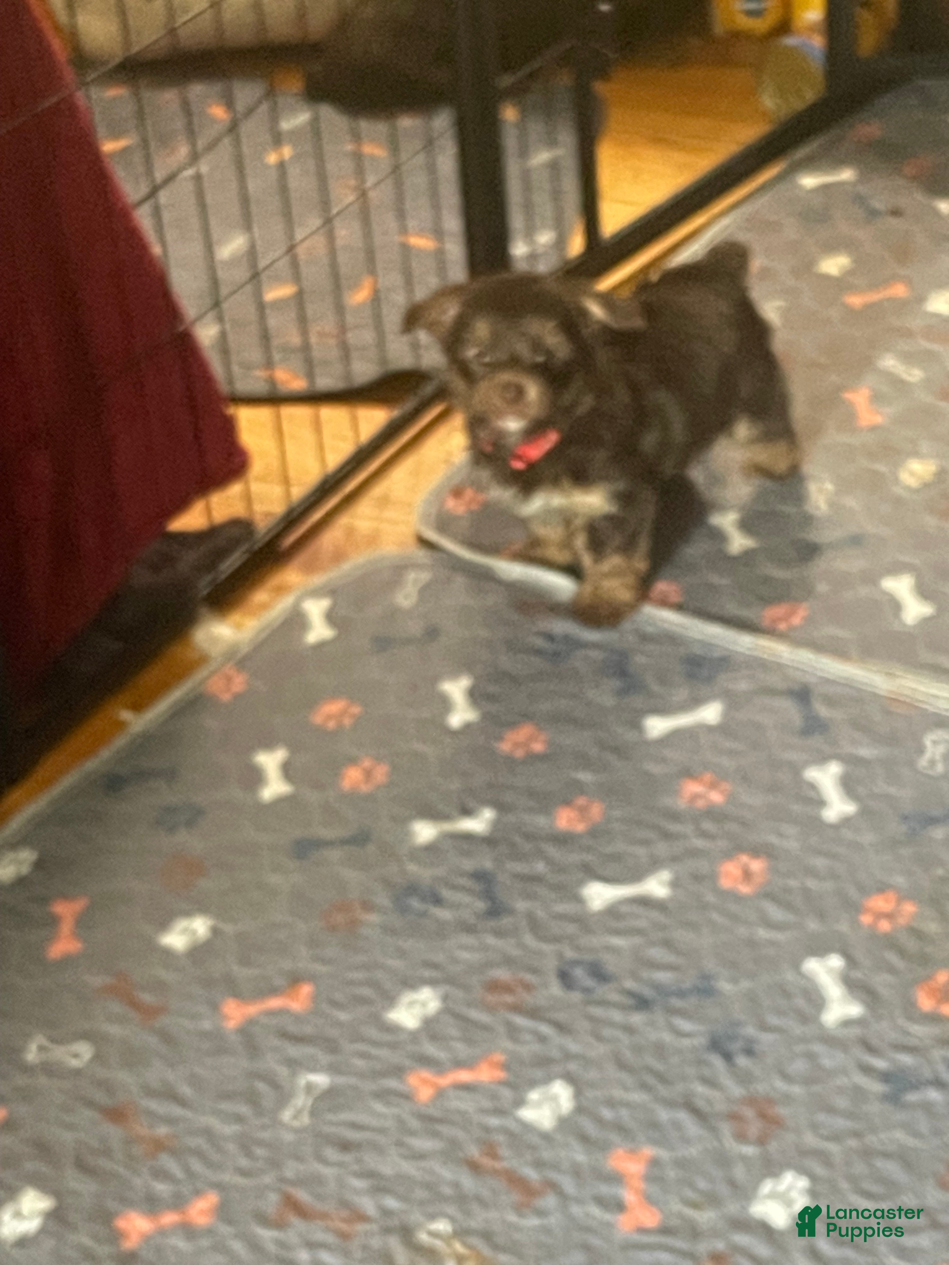 Yorkshire Terrier dogs Will - Ad 2