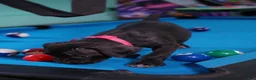 Cane Corso dogs for sale: Jean Gray - Ad 2