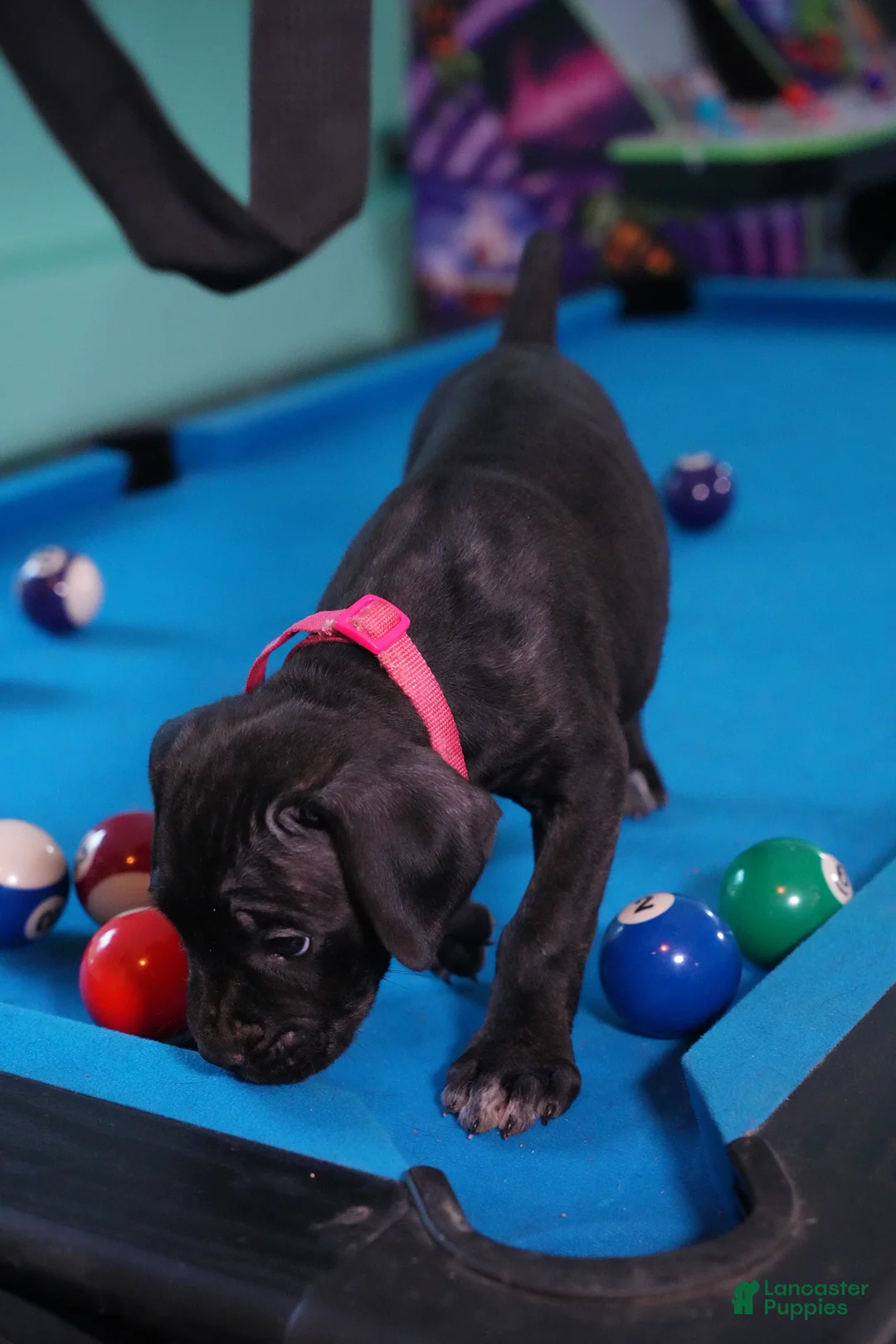 Cane Corso dogs for sale: Jean Gray - Ad 2