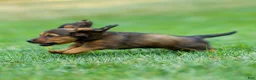 Miniature Dachshund dogs for sale: Marie Miniature Dachshund  - Ad 12