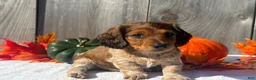 Miniature Dachshund dogs for sale: Remington - Ad 3