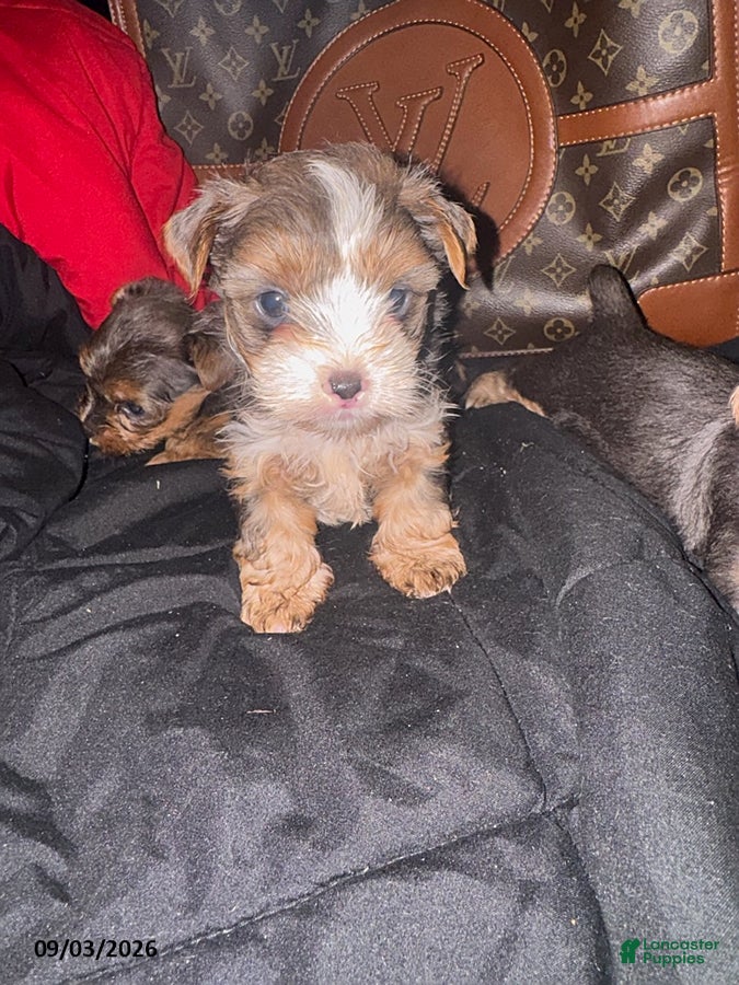 Yorkiepoo dogs Gucci - Ad 1