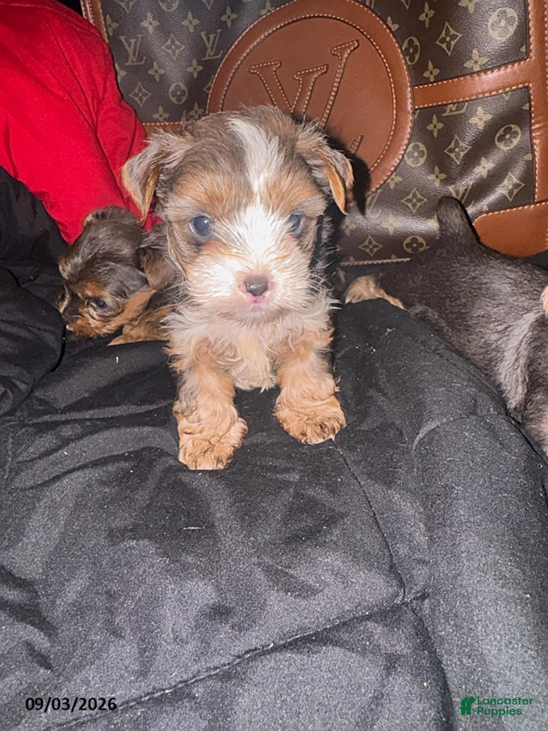 Yorkiepoo dogs for sale: Gucci - Ad 1