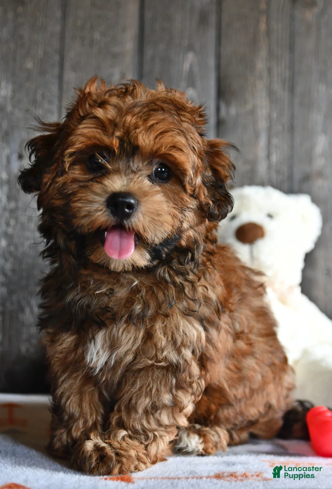 Gallery Image {{count}}