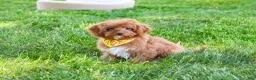 Cavapoo dogs for sale: Valentino  - Ad 4