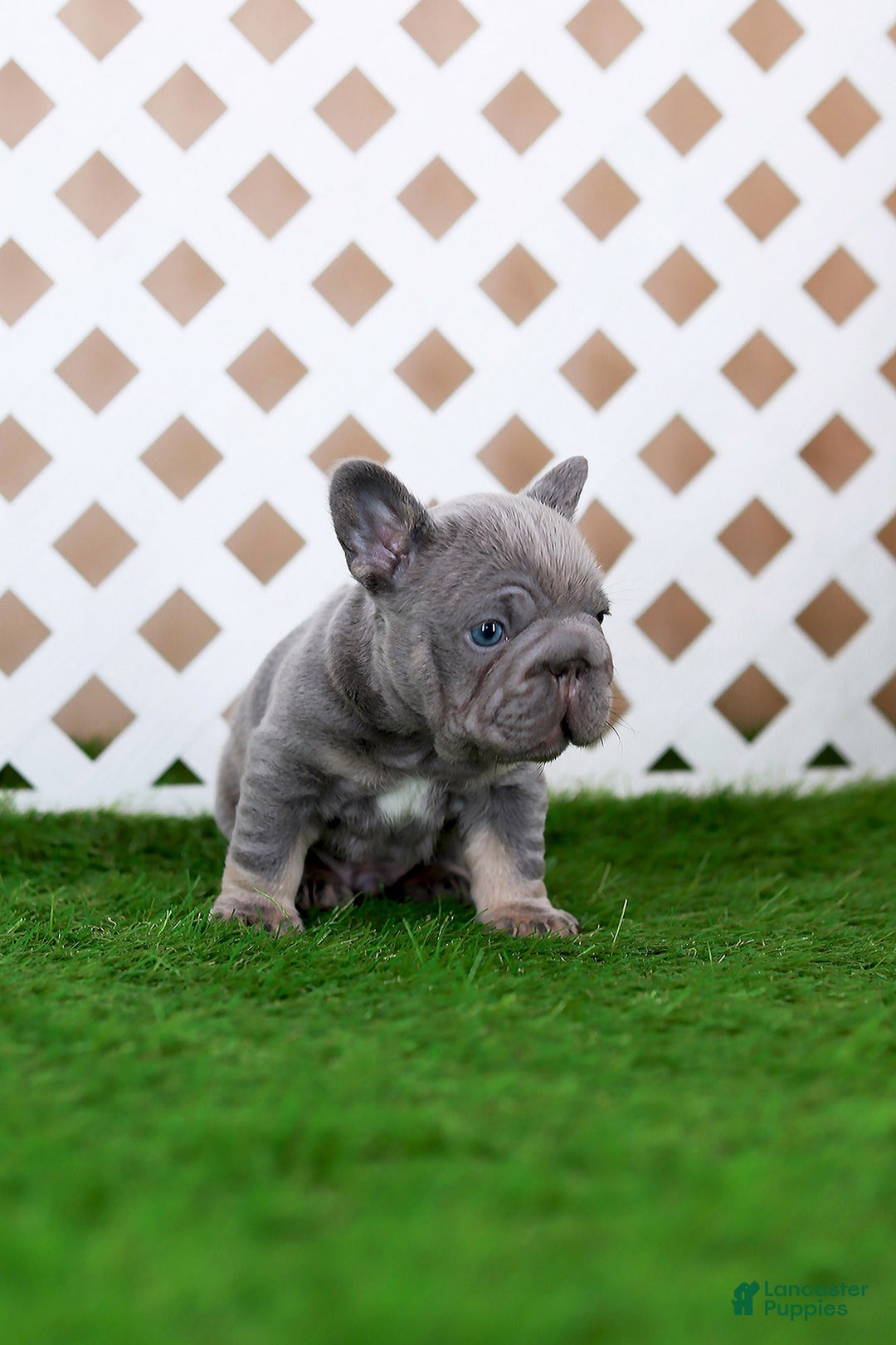 French Bulldog dogs for sale: Milo - Ad 2