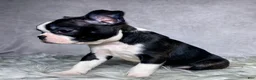 Boston Terrier dogs for sale: Miss Macy - Ad 5