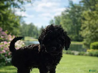 Cockapoo dogs for sale: Milo - Ad 4