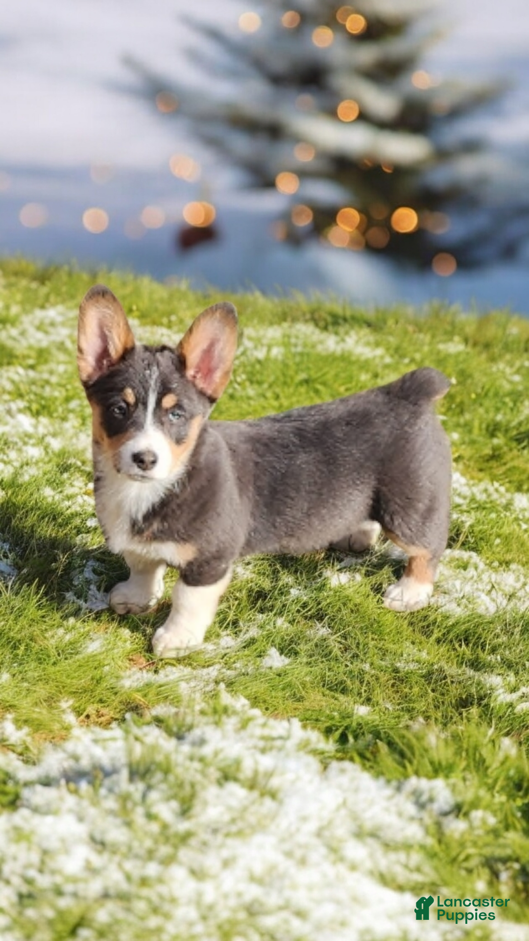 Welsh Corgi Pembroke dogs for sale: Apple Bluie - Ad 11