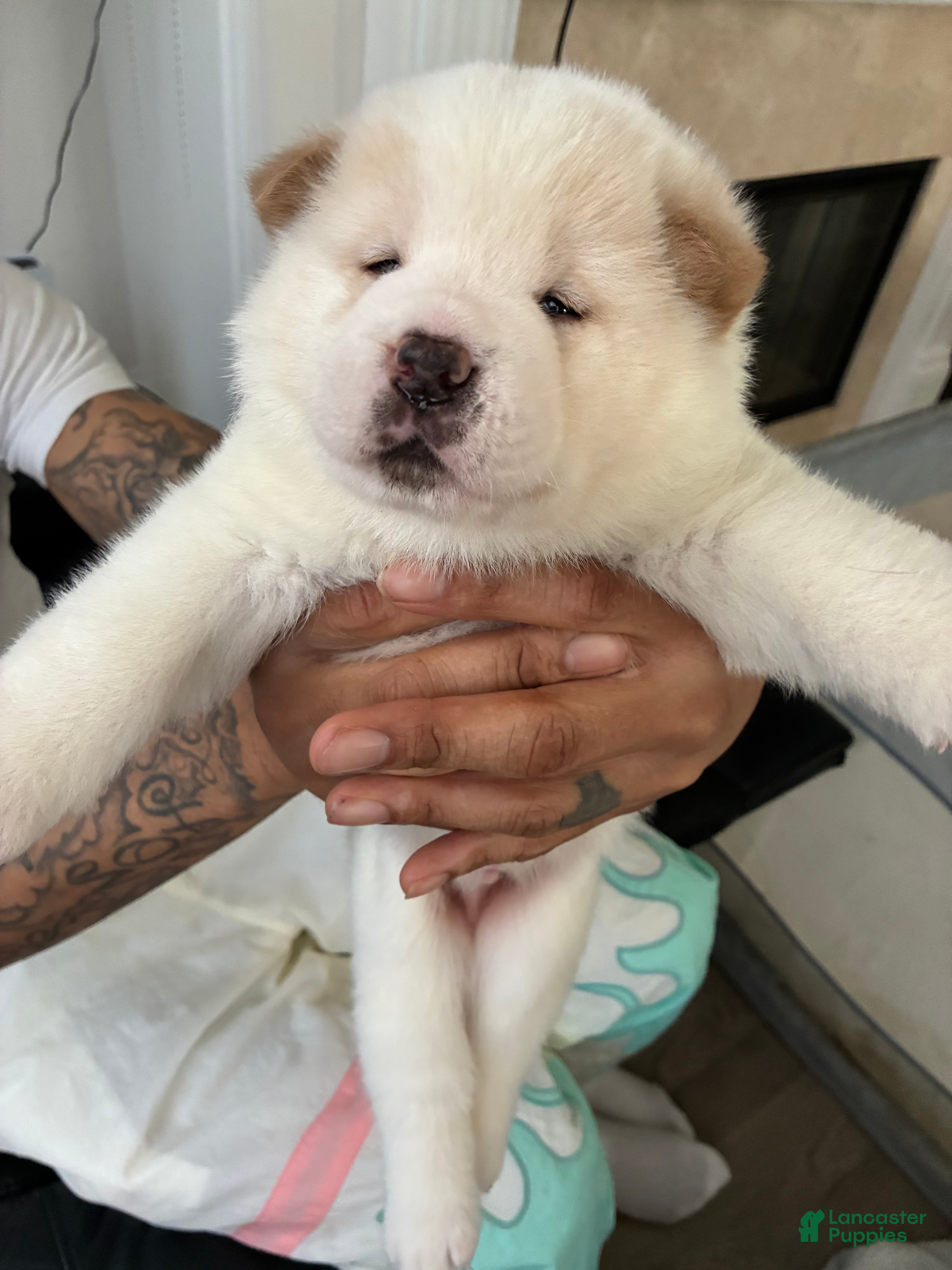 Akita dogs Blanco - Ad 6