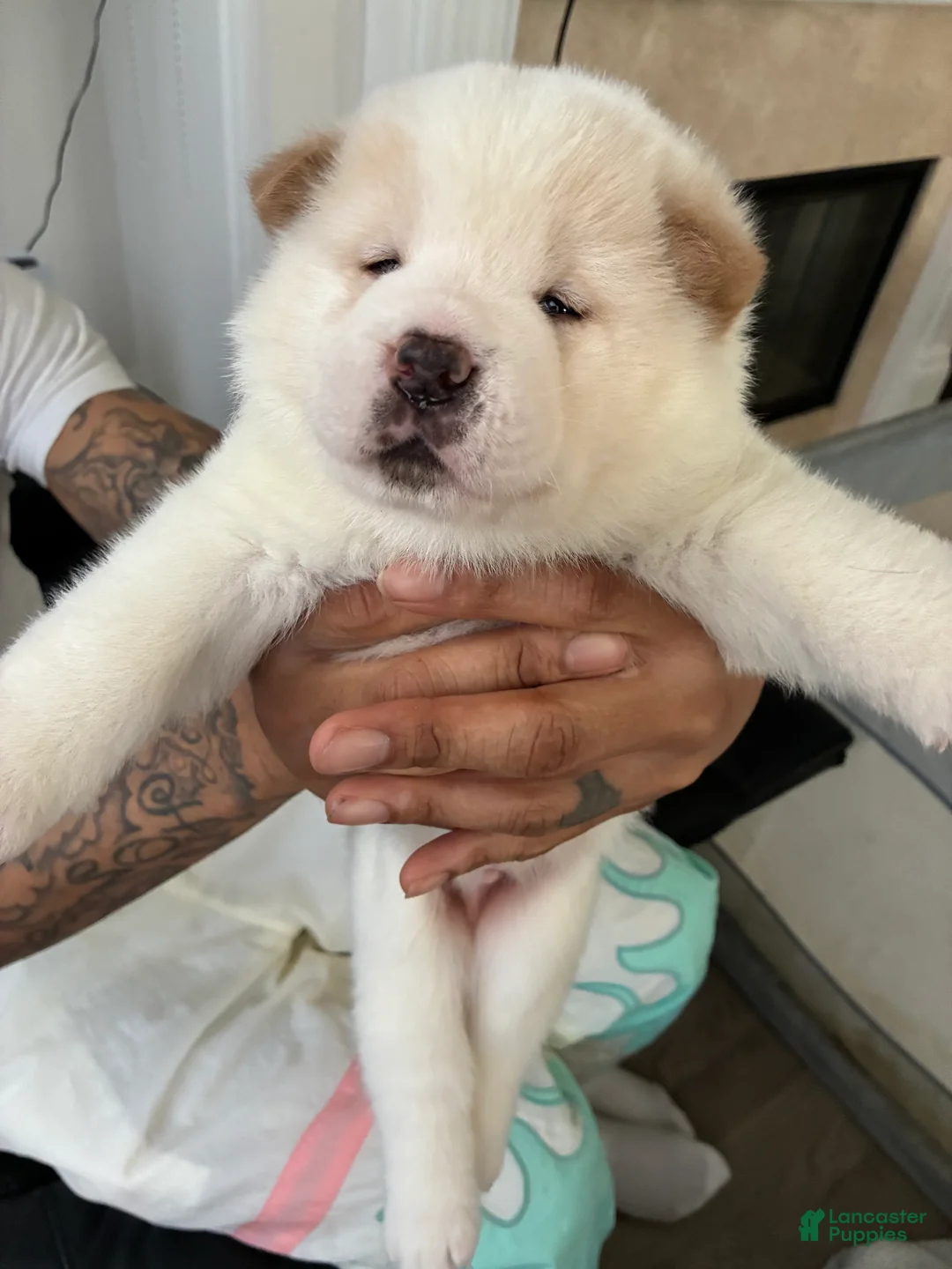Akita dogs for sale: Blanco - Ad 1