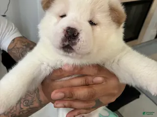 Akita dogs Blanco - Ad 6