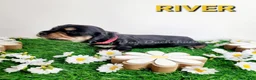 Miniature Dachshund dogs for sale: River - Ad 31