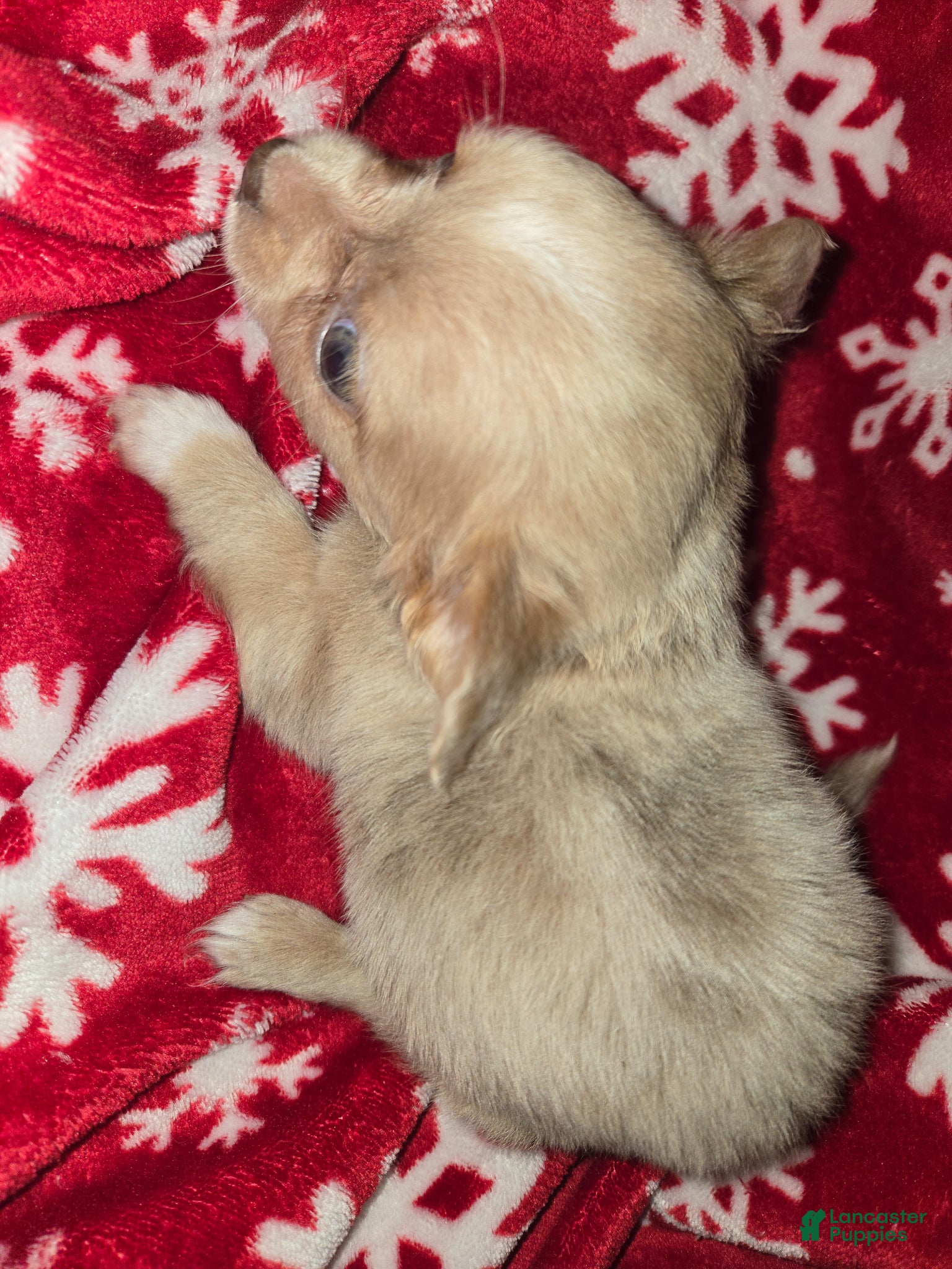 Chihuahua dogs Long hair Merle boy - Ad 18