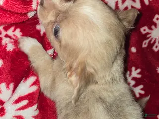 Chihuahua dogs TINY Long hair Merle boy - Ad 30