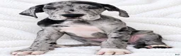 Great Dane dogs for sale: Orkid - Ad 4