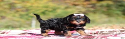 Cavapoo dogs for sale: Della - Ad 5