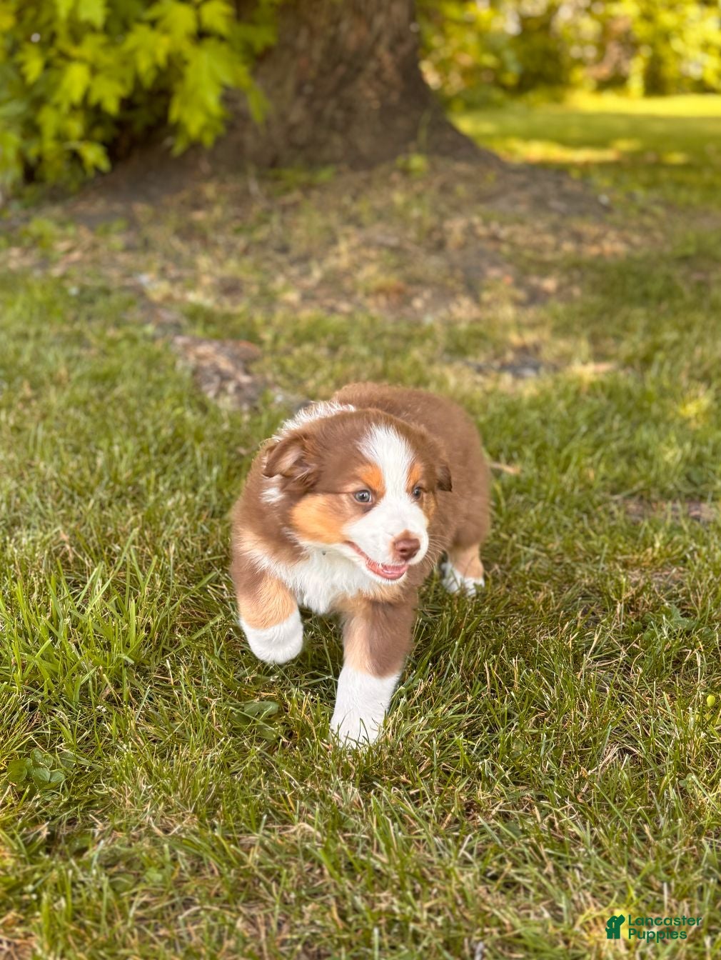 Australian Shepherd dogs Cocoa Puff - Ad 1