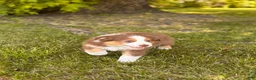 Australian Shepherd dogs for sale: Cocoa Puff - Ad 1