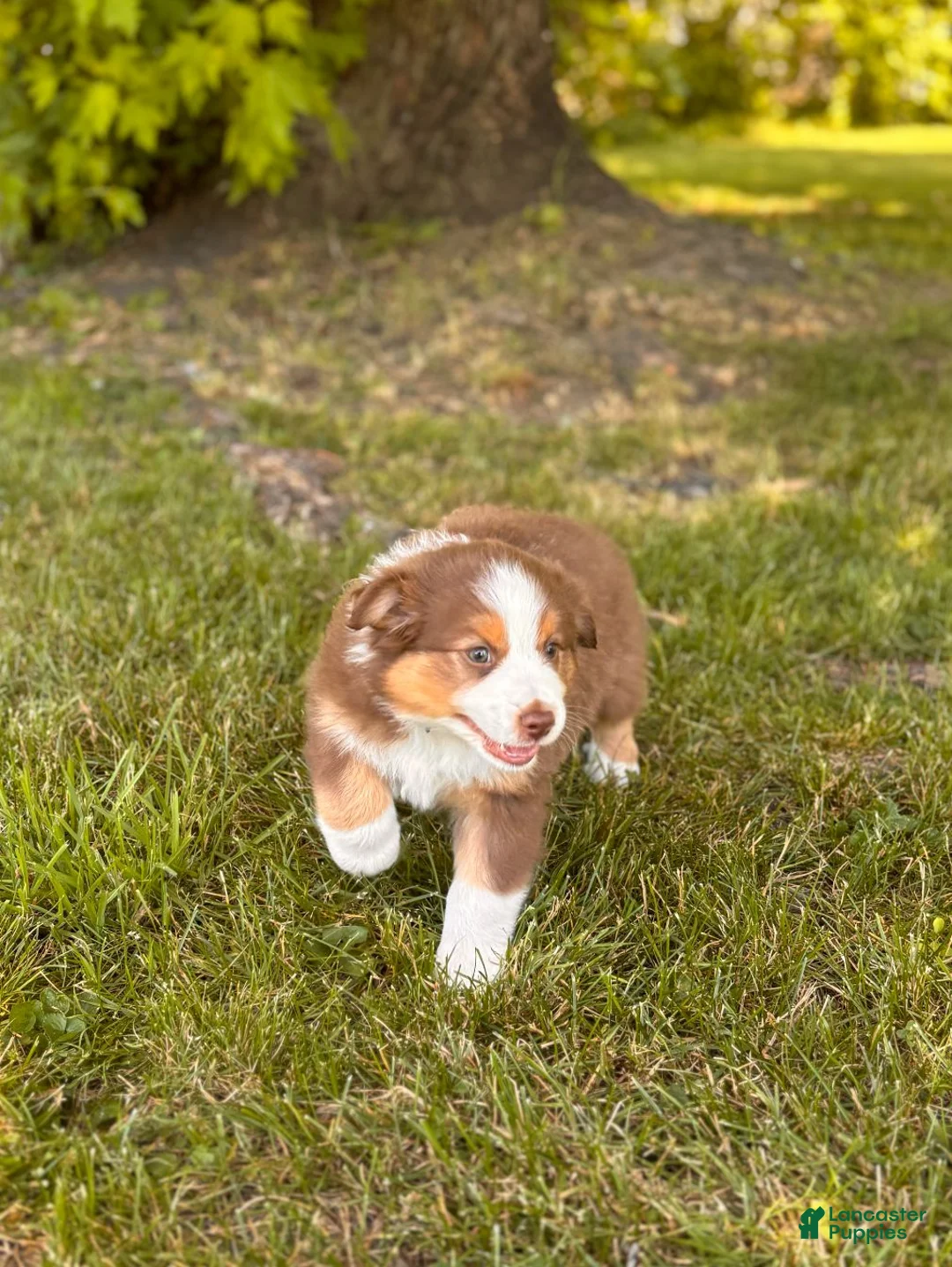 Australian Shepherd dogs for sale: Cocoa Puff - Ad 1