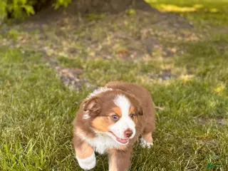Australian Shepherd dogs for sale: Cocoa Puff - Ad 2