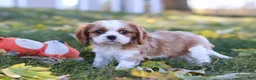 Cavalier King Charles Spaniel dogs for sale: Bingo - Ad 10