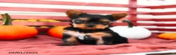 Yorkshire Terrier dogs for sale: Pumpkin TEACUP - Ad 1