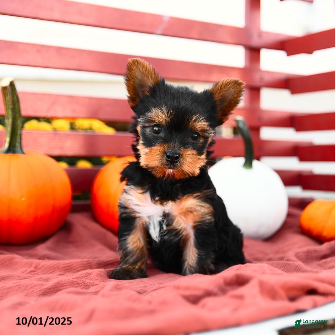 Yorkshire Terrier dogs for sale: Pumpkin TEACUP - Ad 1