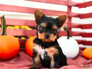 Yorkshire Terrier dogs Pumpkin TEACUP - Ad 16